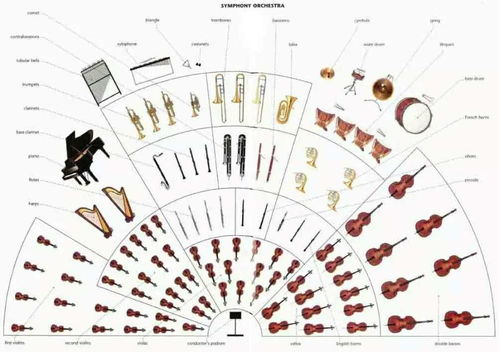 弦乐器的分类
