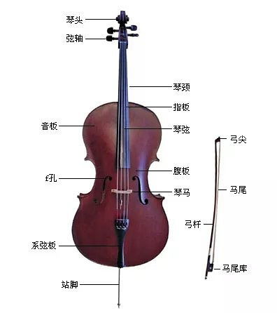 小提琴和大提琴哪个更好学